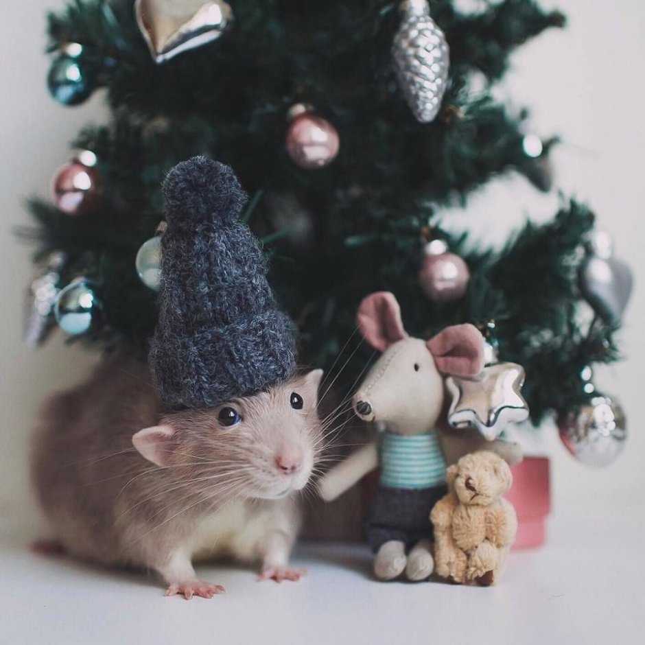 С новым годом крысы