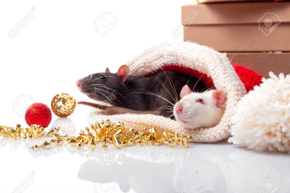 Новогодние крысы черные