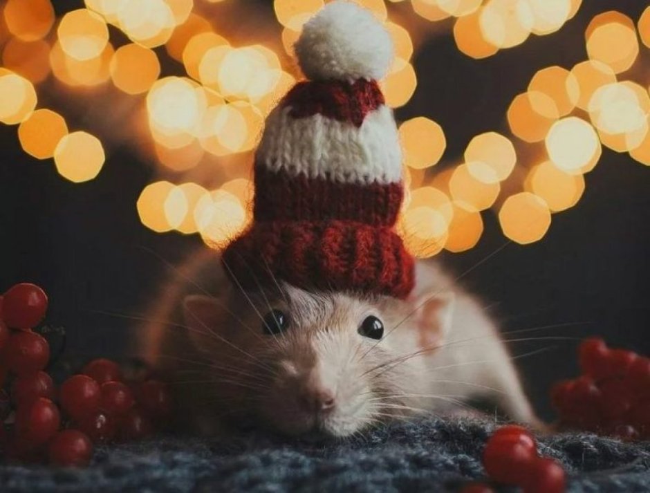 Милые новогодние крысы