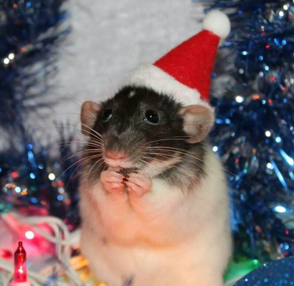 Крыски Санта милые