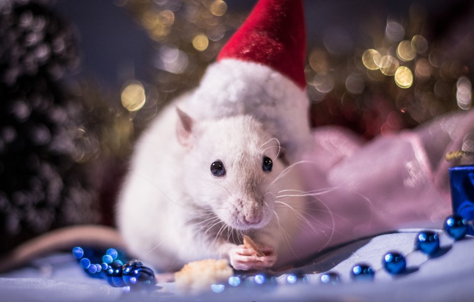Новогодние обои с крысами