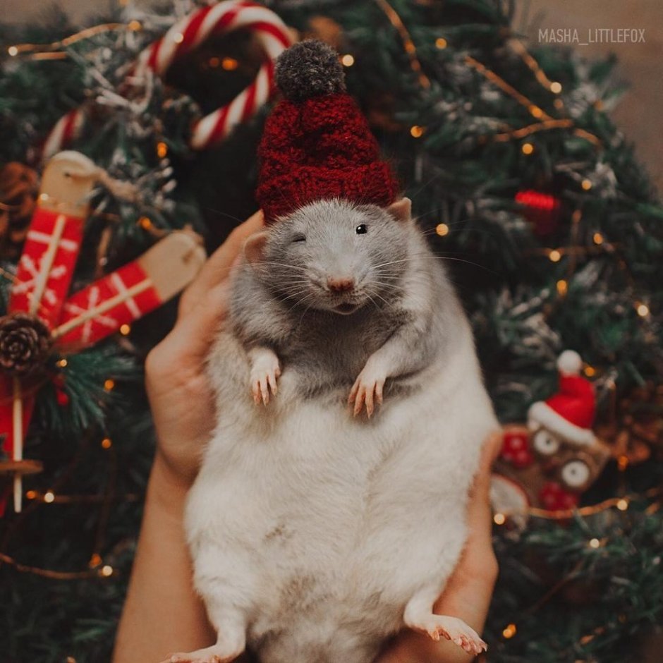 Милые крыски новогодние
