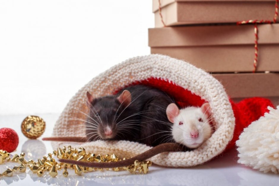 Белая крыса в новогодней шапке