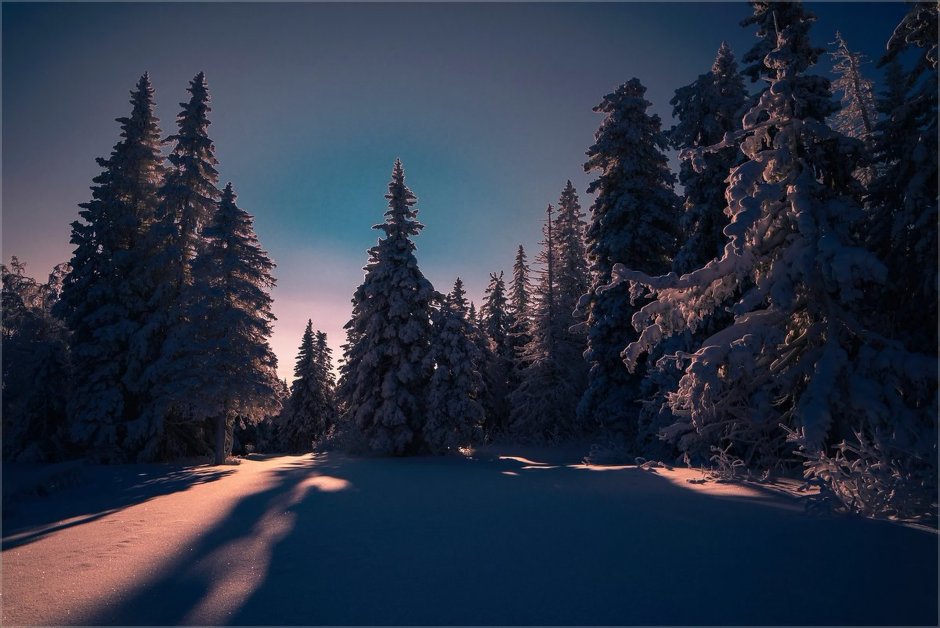 Снежный лес вечером