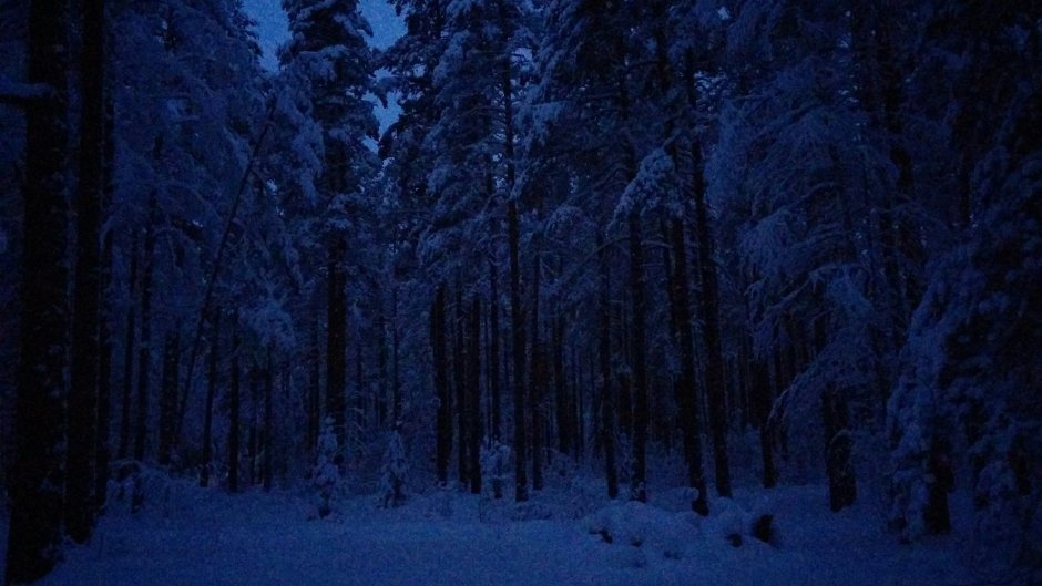 Ночной зимний лес