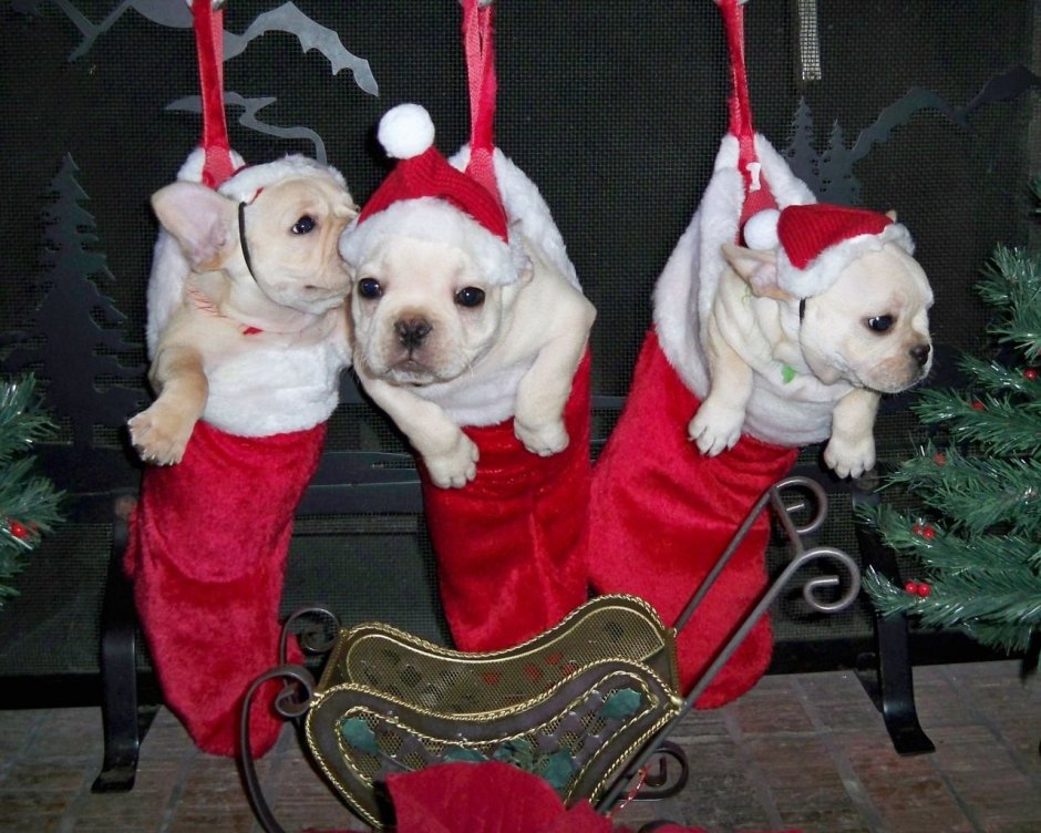 Рождественские щенки французского бульдога
