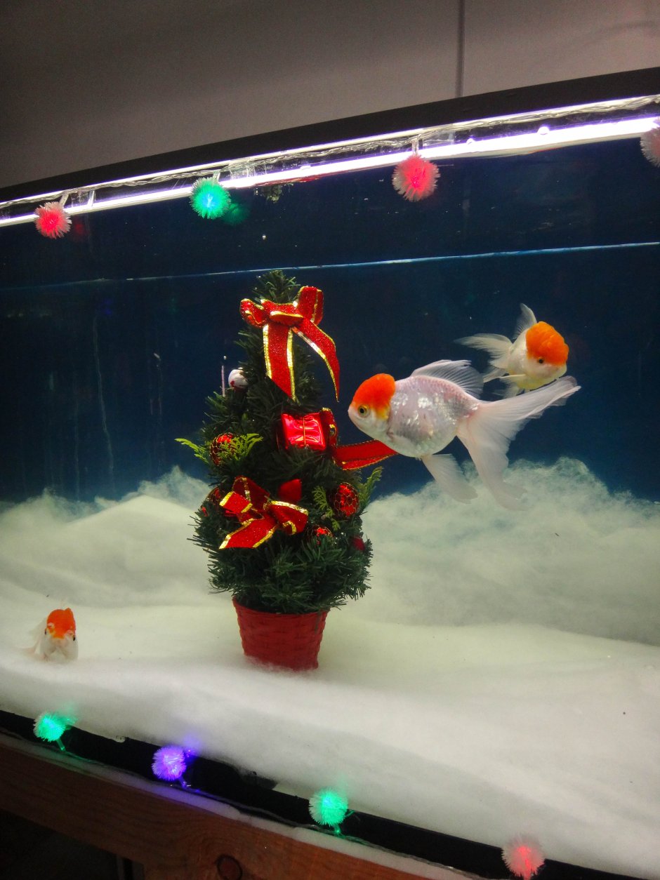 Новогоднее украшение в аквариуме