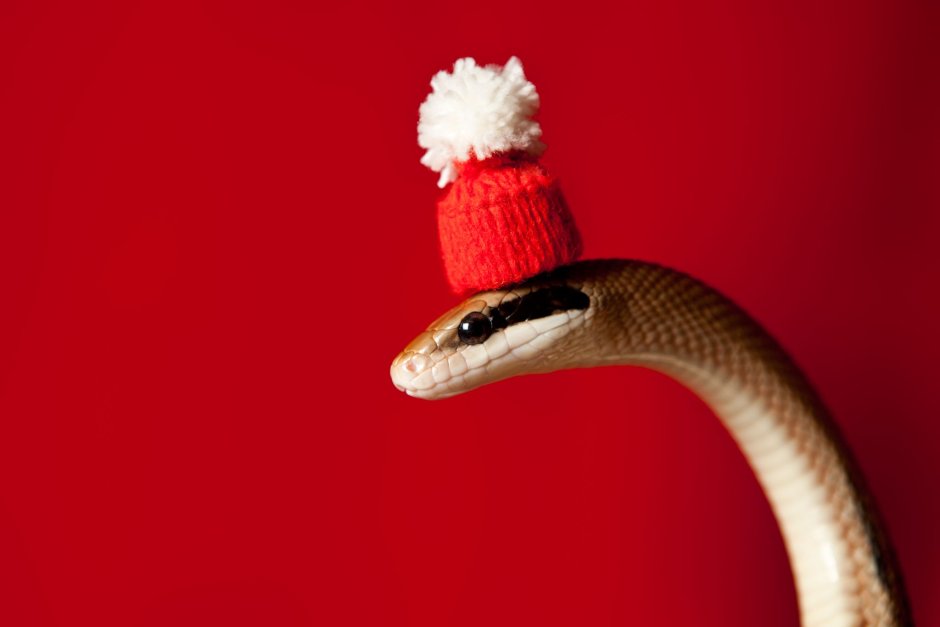 Змея в новогодней шапочке