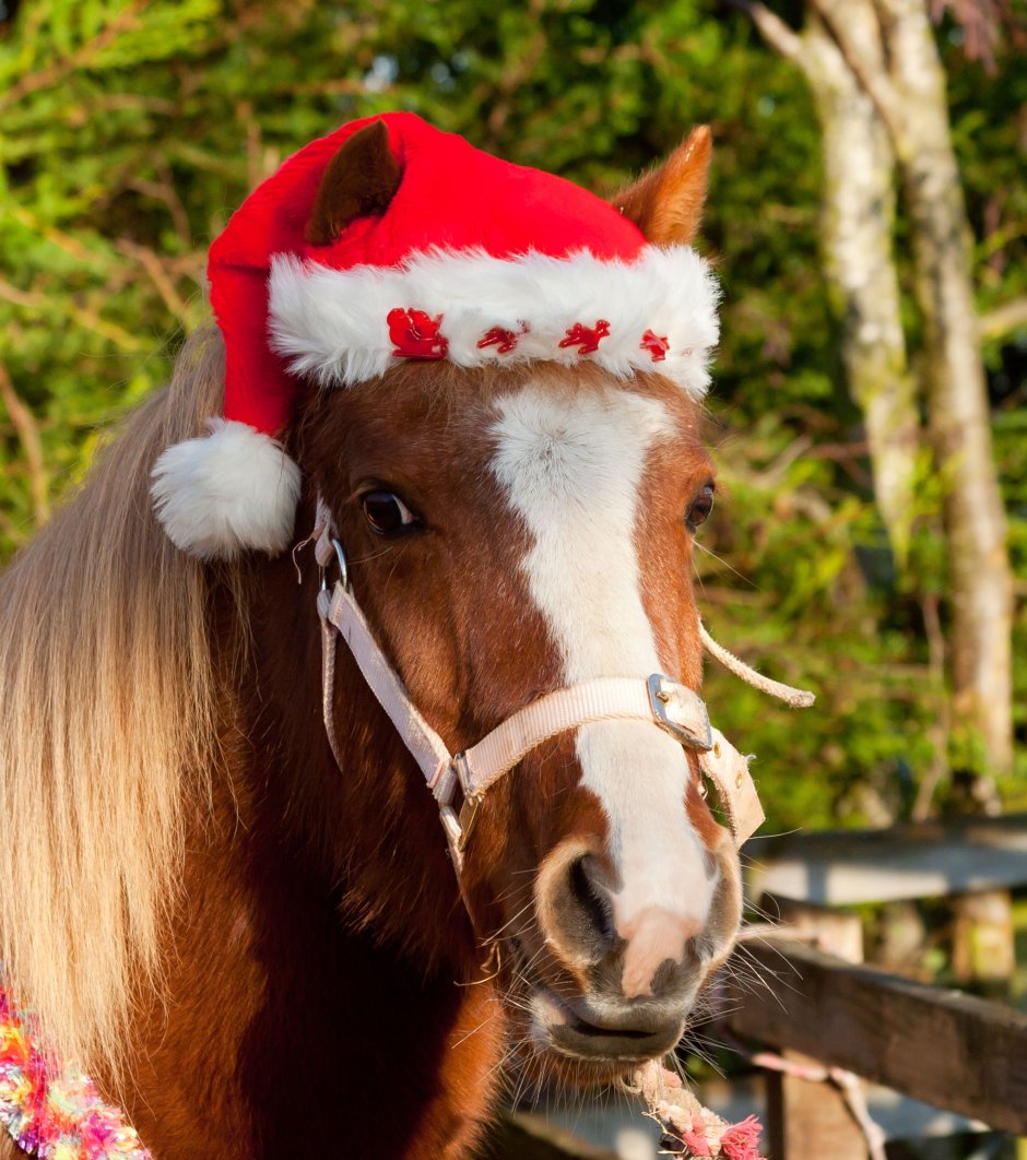 Лошадь в костюме Деда Мороза