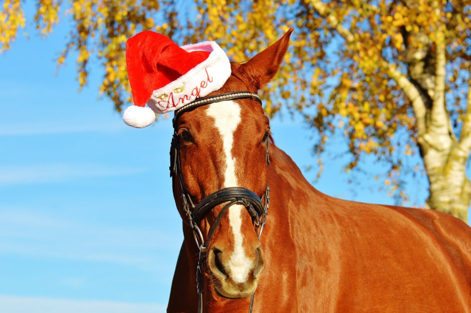 Лошади в новогодних шапках