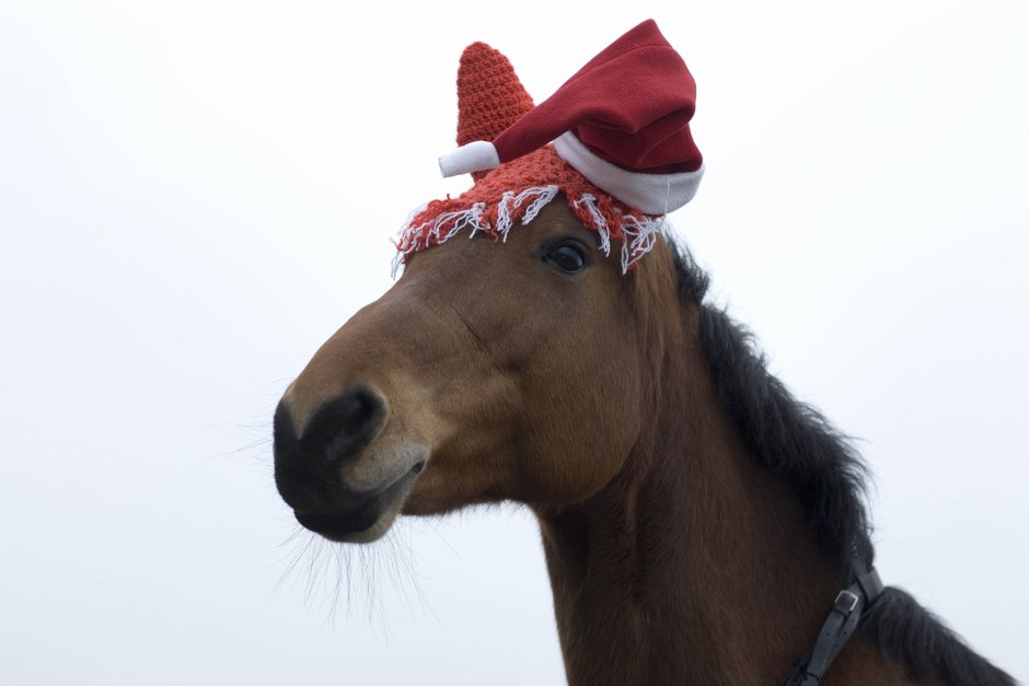 Новогодняя шапочка для лошади
