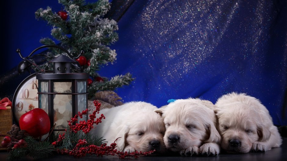 Рождественские собаки