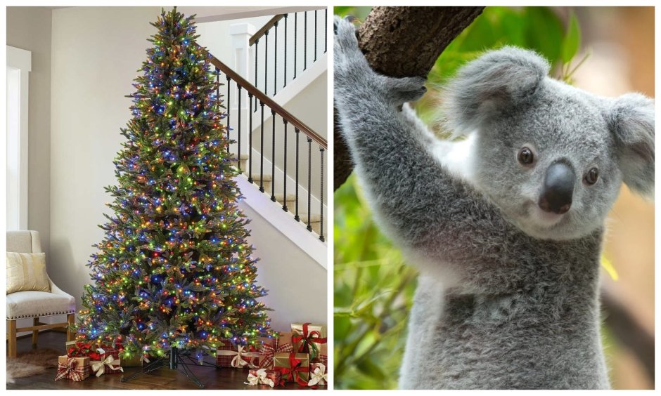 Dumb-Koala Christmas Video