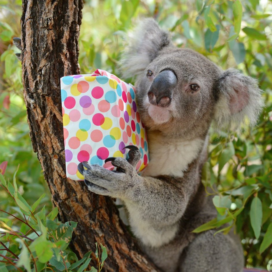 Счастливая коала