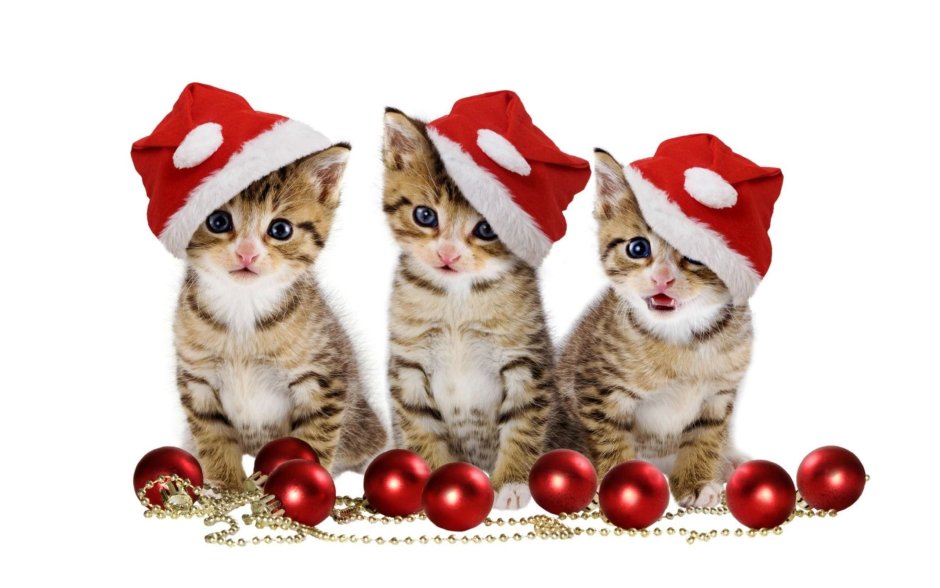 Котята в новогодних шапочках