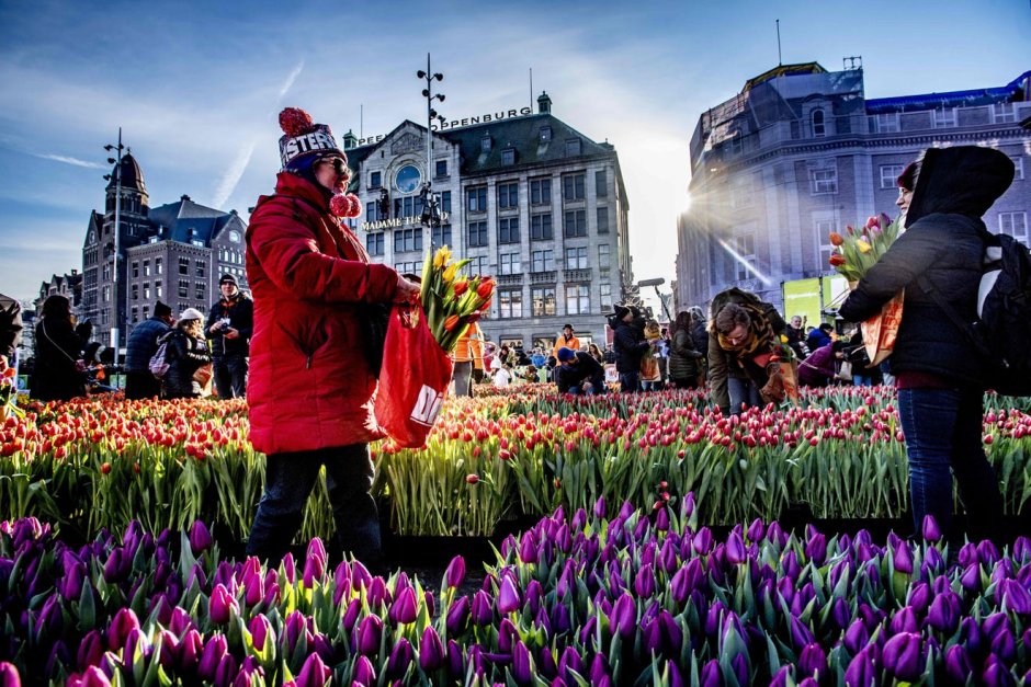 Тюльпаны в Амстердаме в средневековье