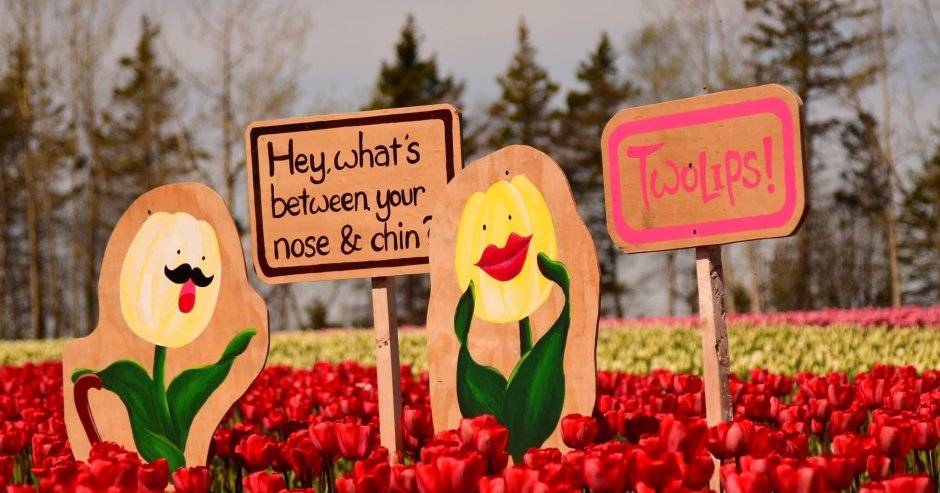 Фестиваль тюльпанов в Канаде 2022
