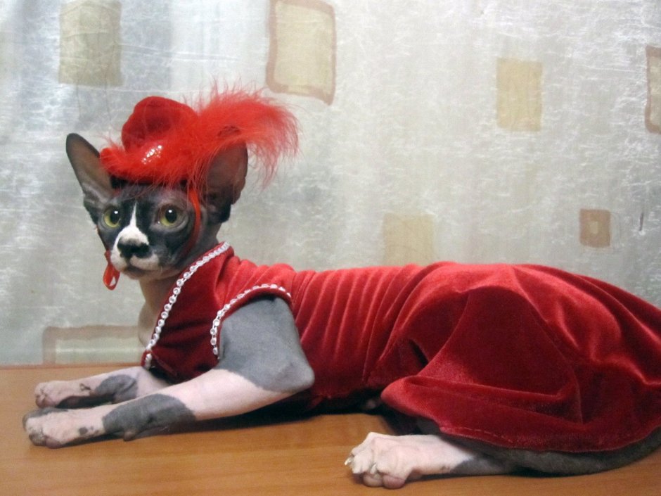 Смешные костюмы для собак и кошек