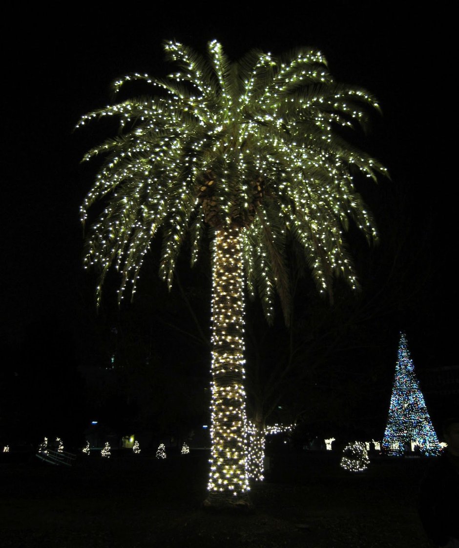 Christmas Light on Palm