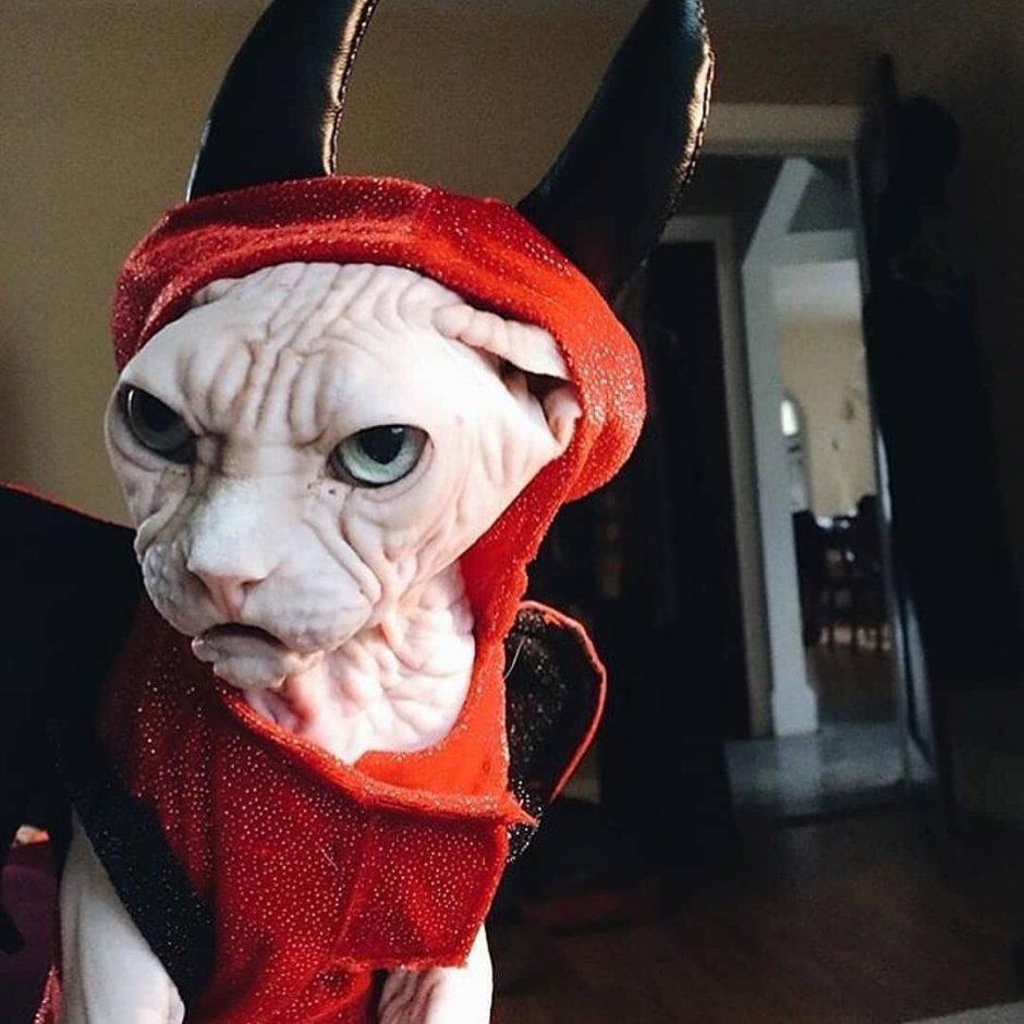Кот в костюме дьявола