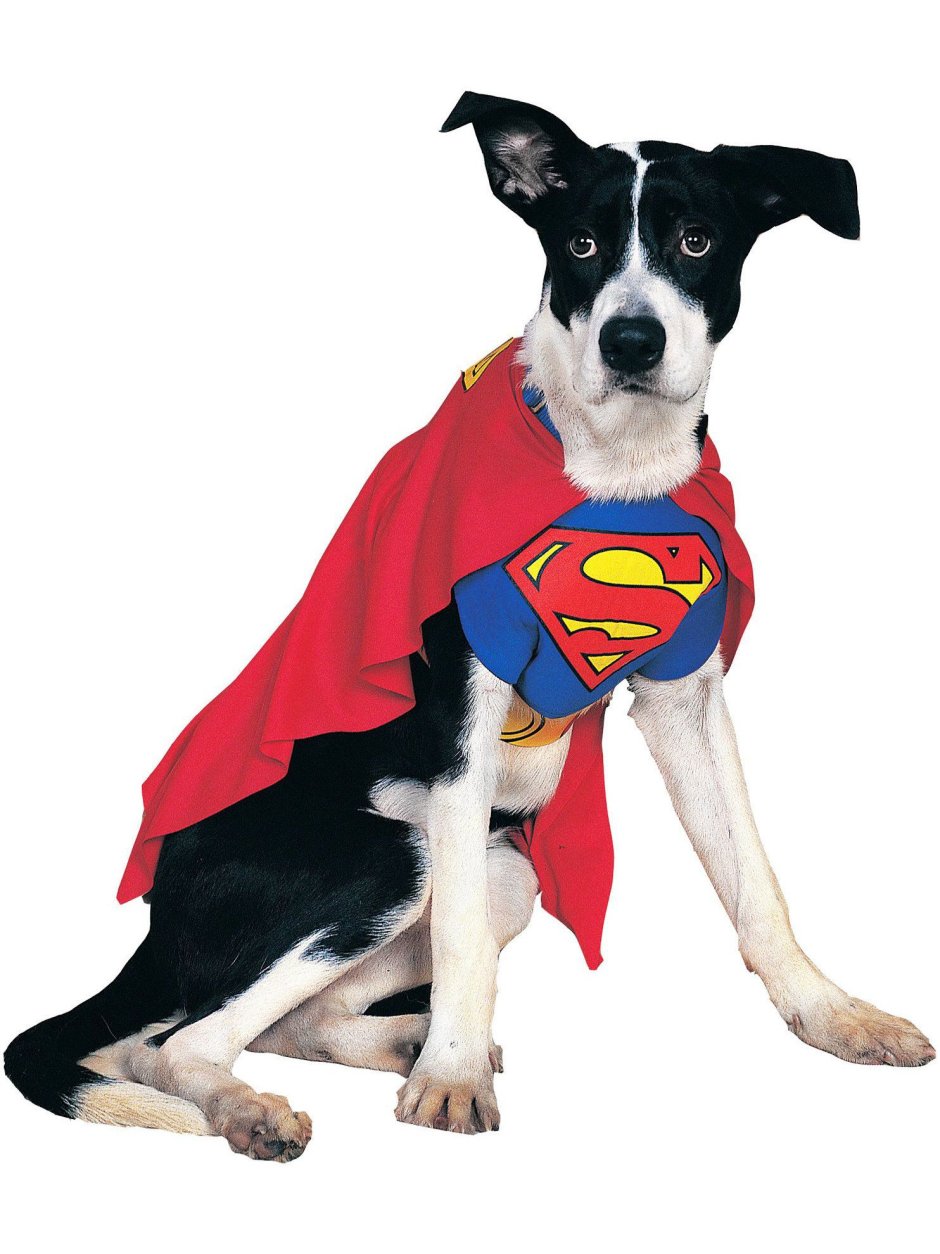 Собаки в костюмах супергероев