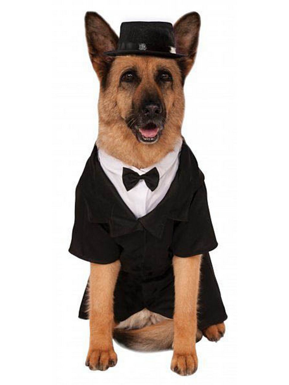 Собака в деловом костюме