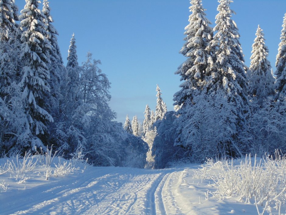 Зимний лес Лыжня