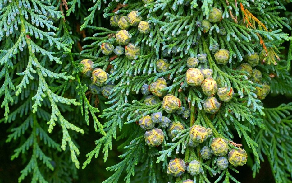 Chamaecyparis lawsoniana