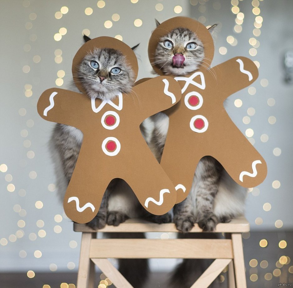 Новогодние украшения для кошек