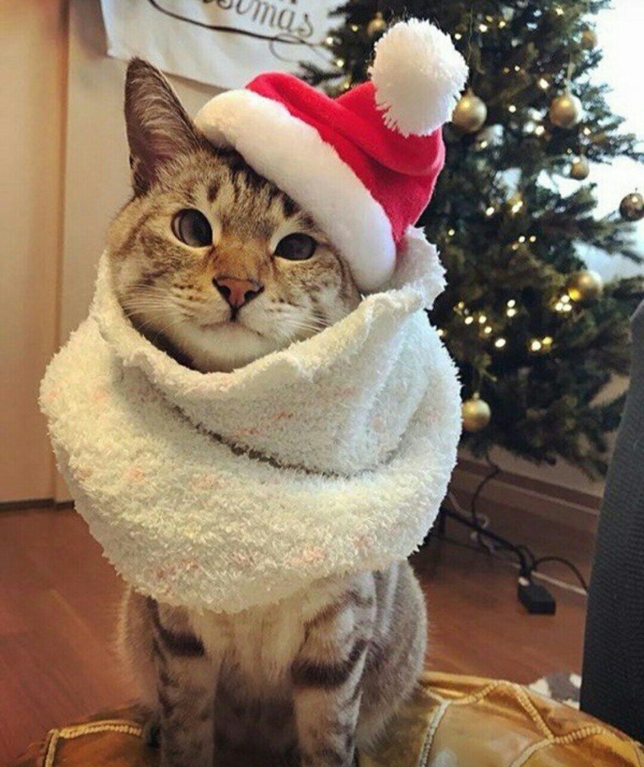 Недовольный кот в новогодней шапке