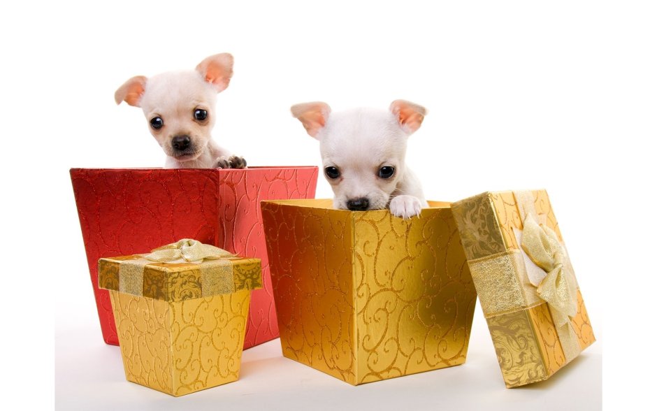 Подарок собака в коробке