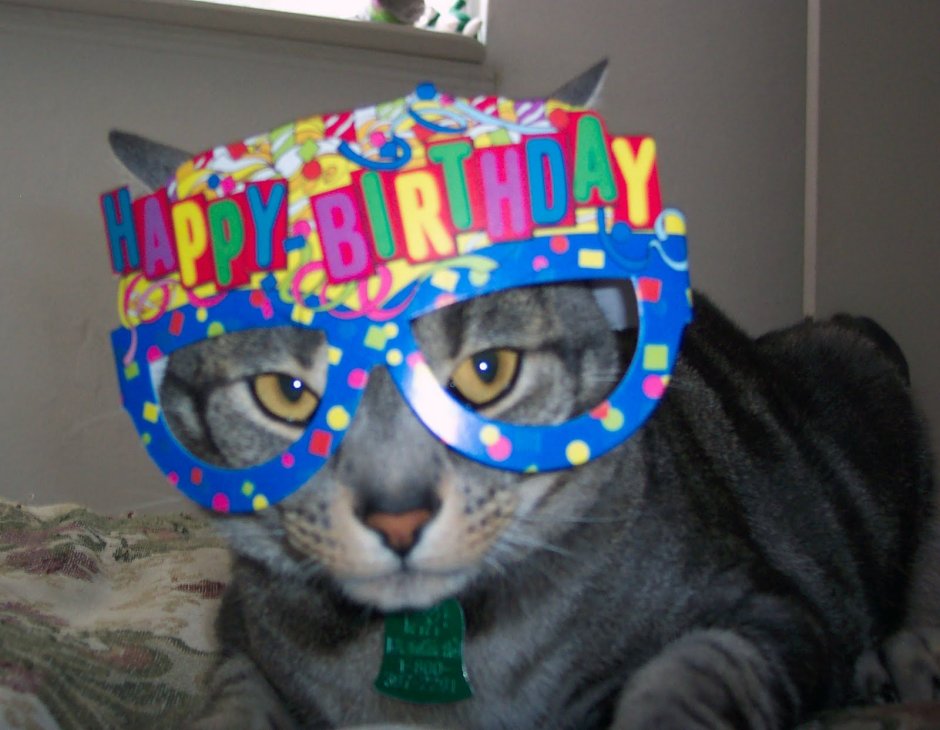 Котик в праздничной шапке