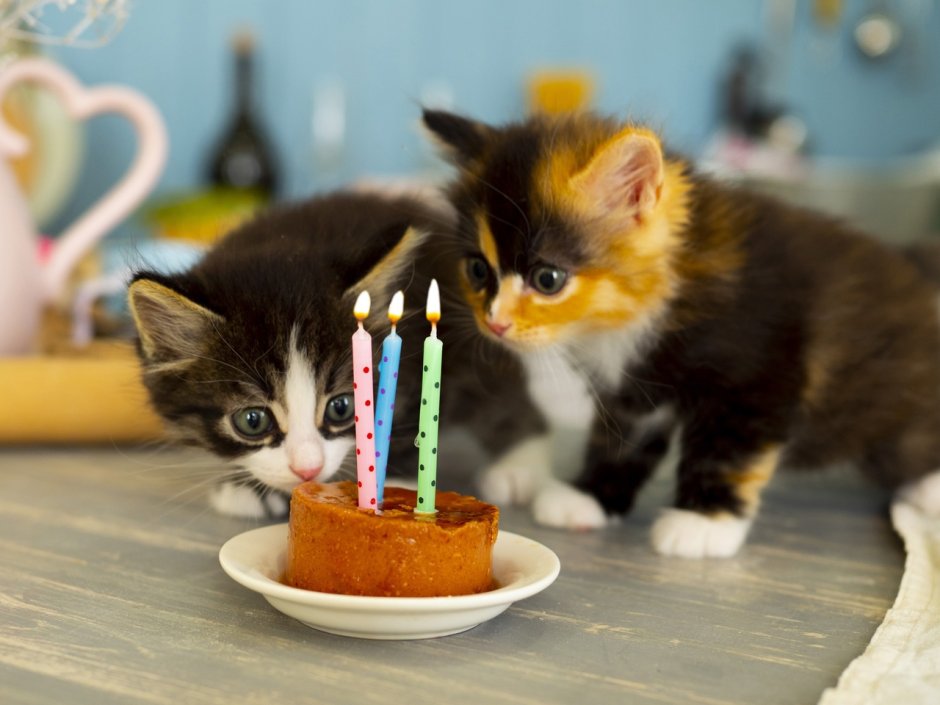 Котик празднует день рождения