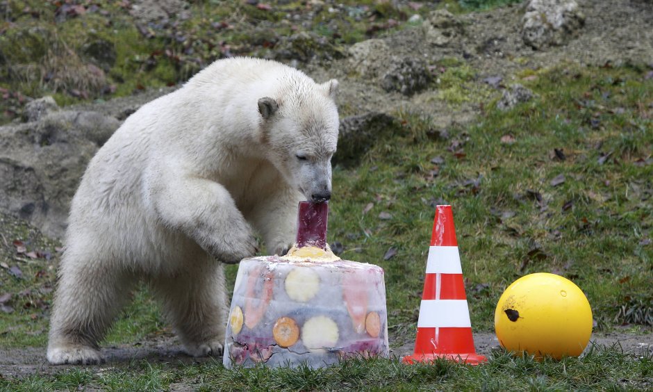 С днем рождения белый медведь