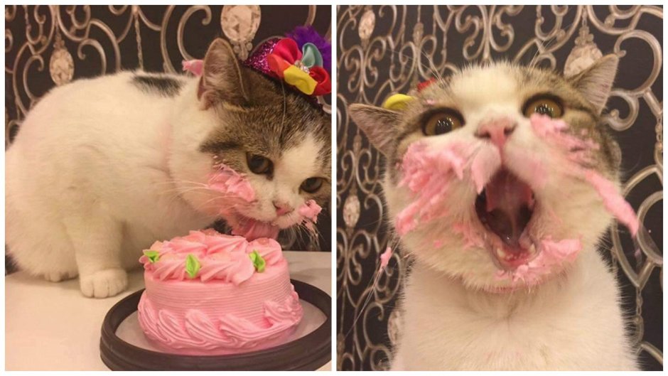 Кот ест торт