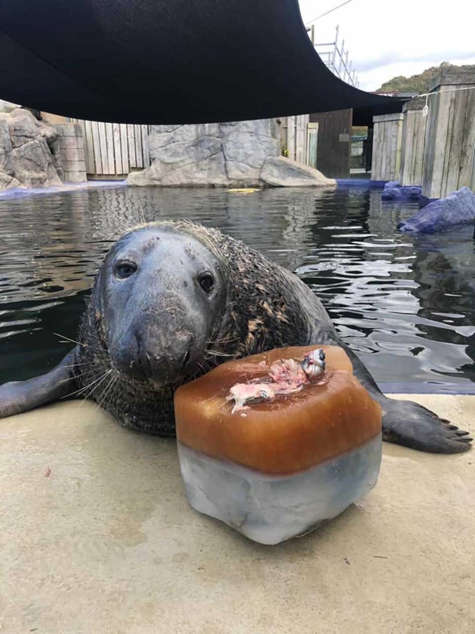 Торт из рыбы для тюленя