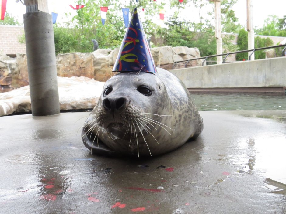 Тюлень с днем рождения