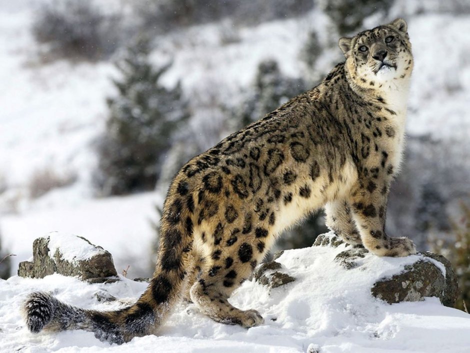 Снежный леопард Алтай
