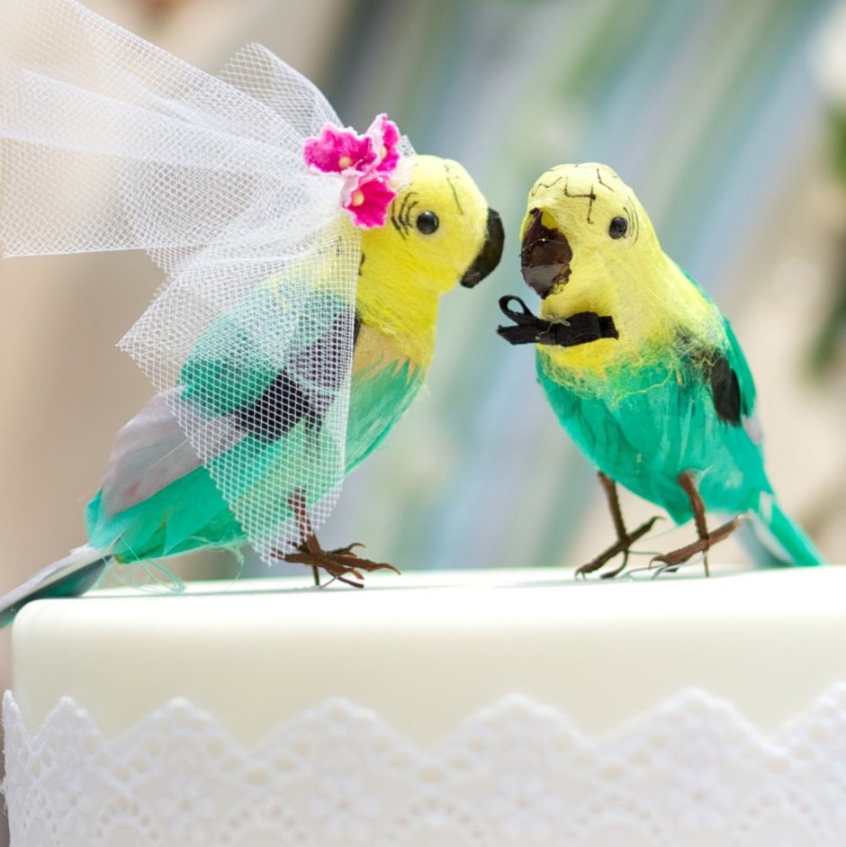 Свадьба попугаев