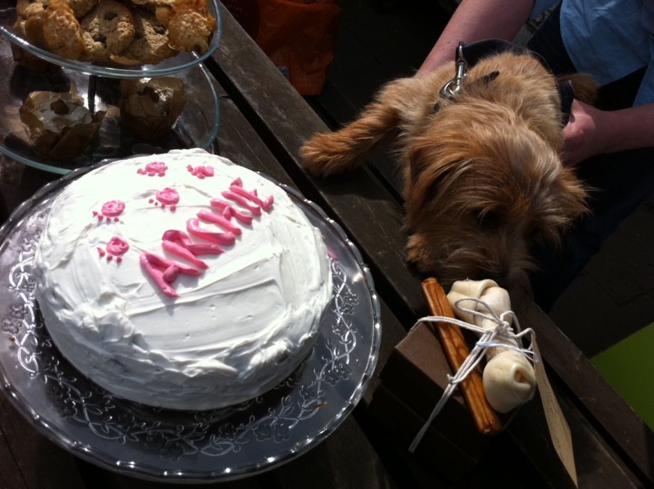 Торт для собаки на день рождения из мяса