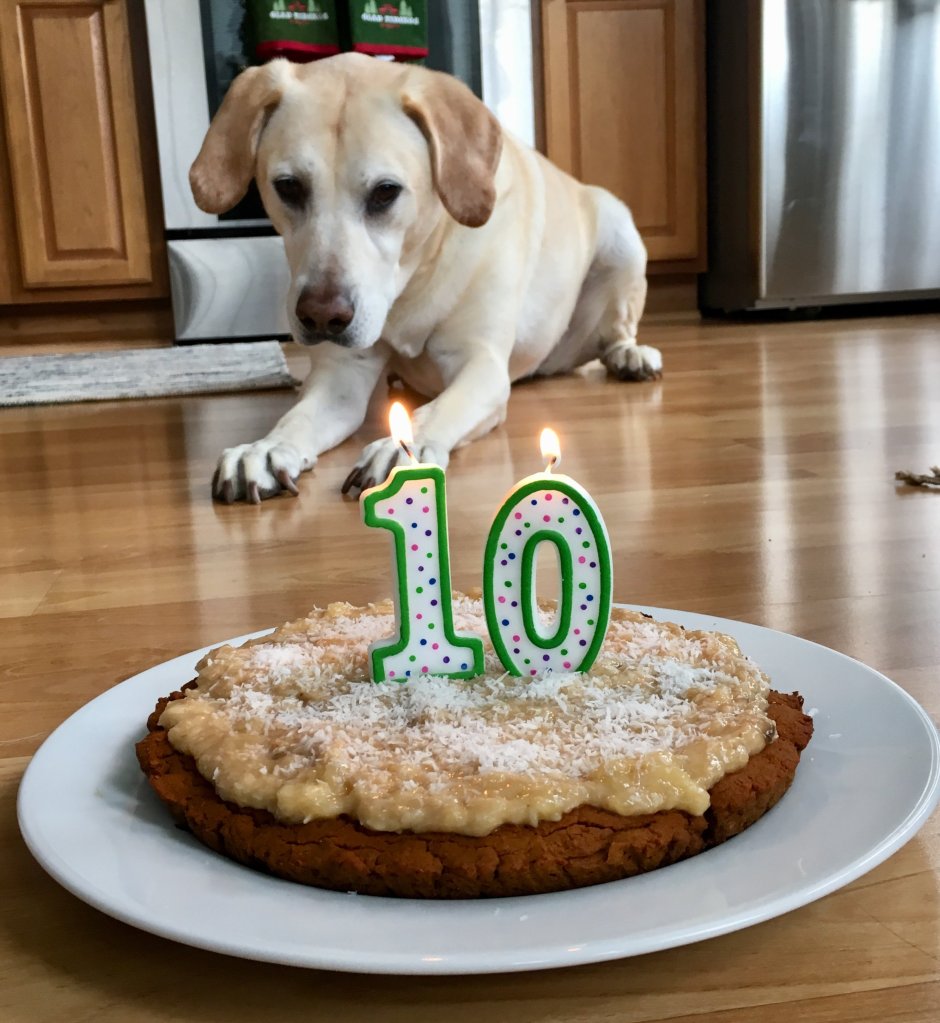 Dog with Cake