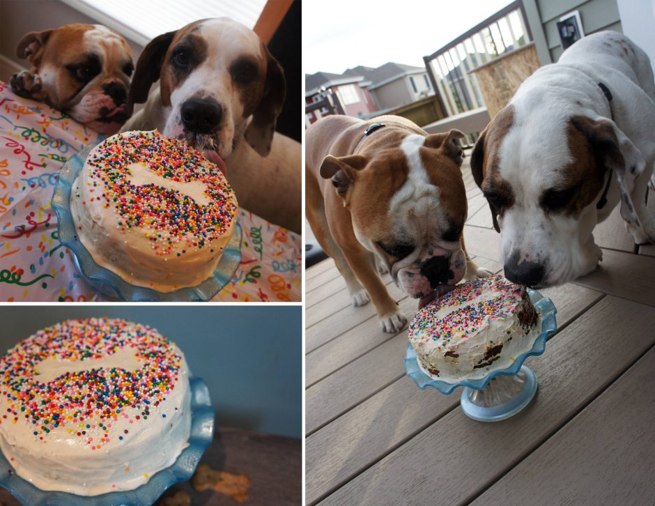 Тортик для собаки