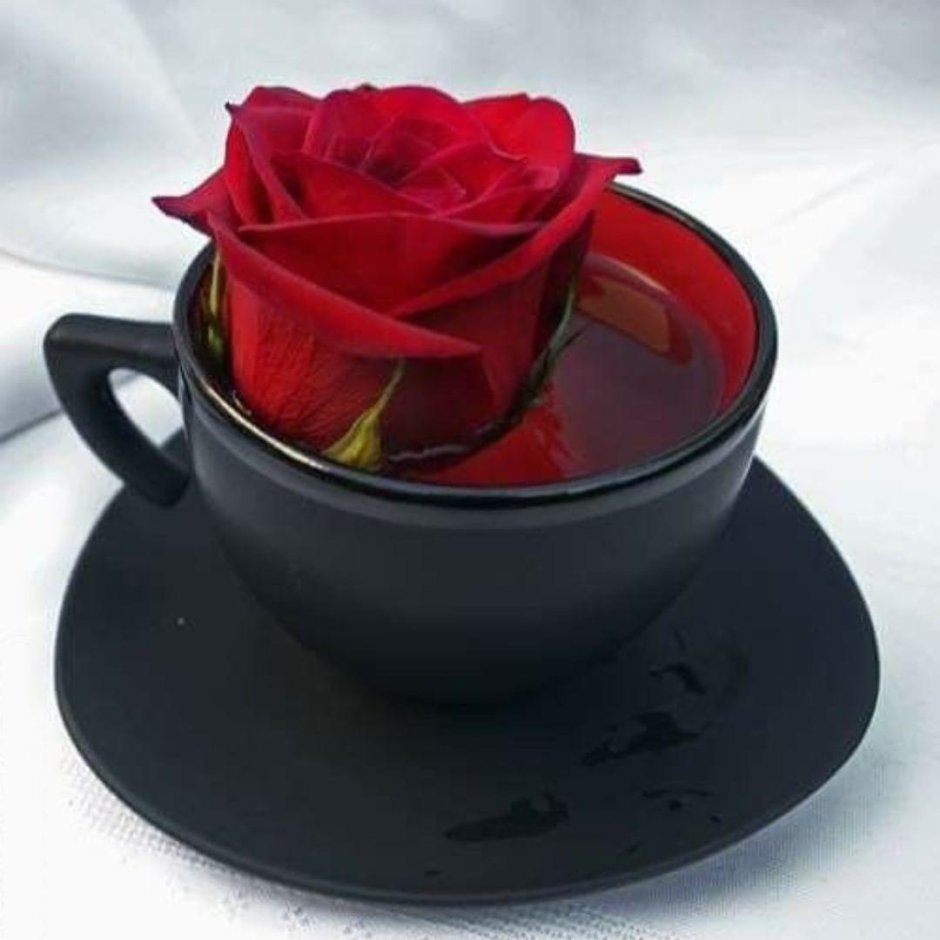 Красивые розы в чашке