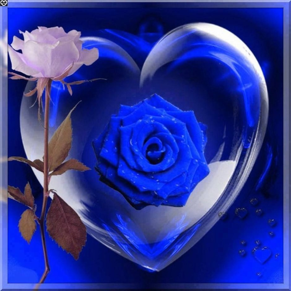 Синие розы сердце