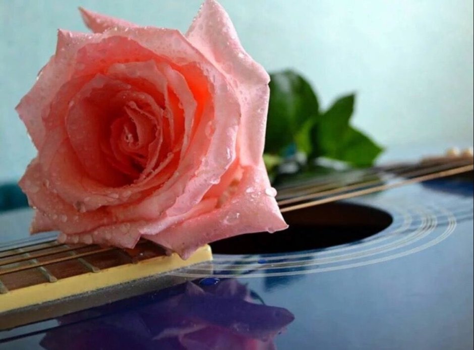 Гитара и роза