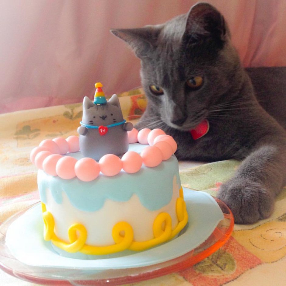 Кот празднует день рождения