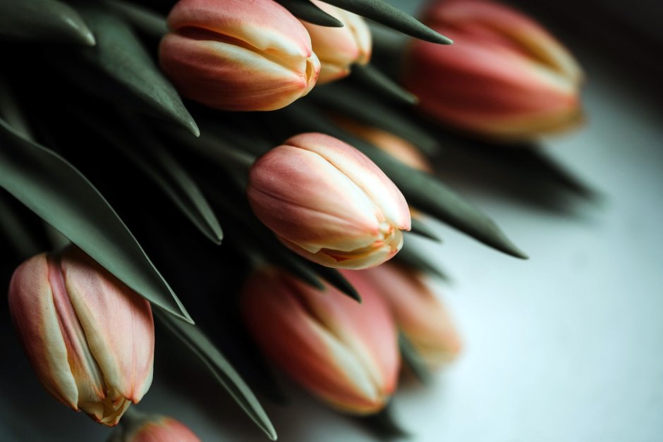 Бежевые тюльпаны