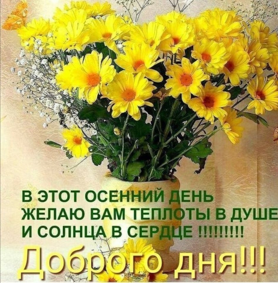Желтые хризантемы в вазе