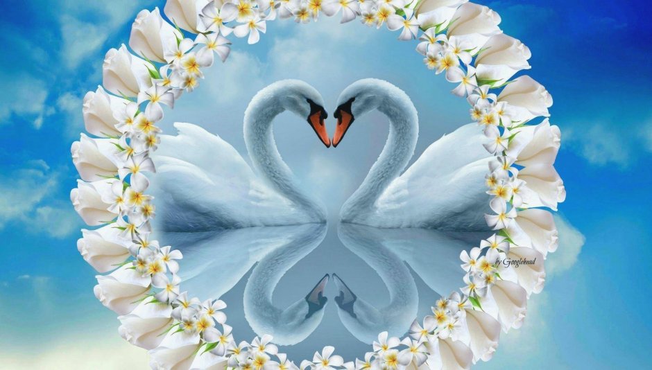 Лебеди символ любви и верности
