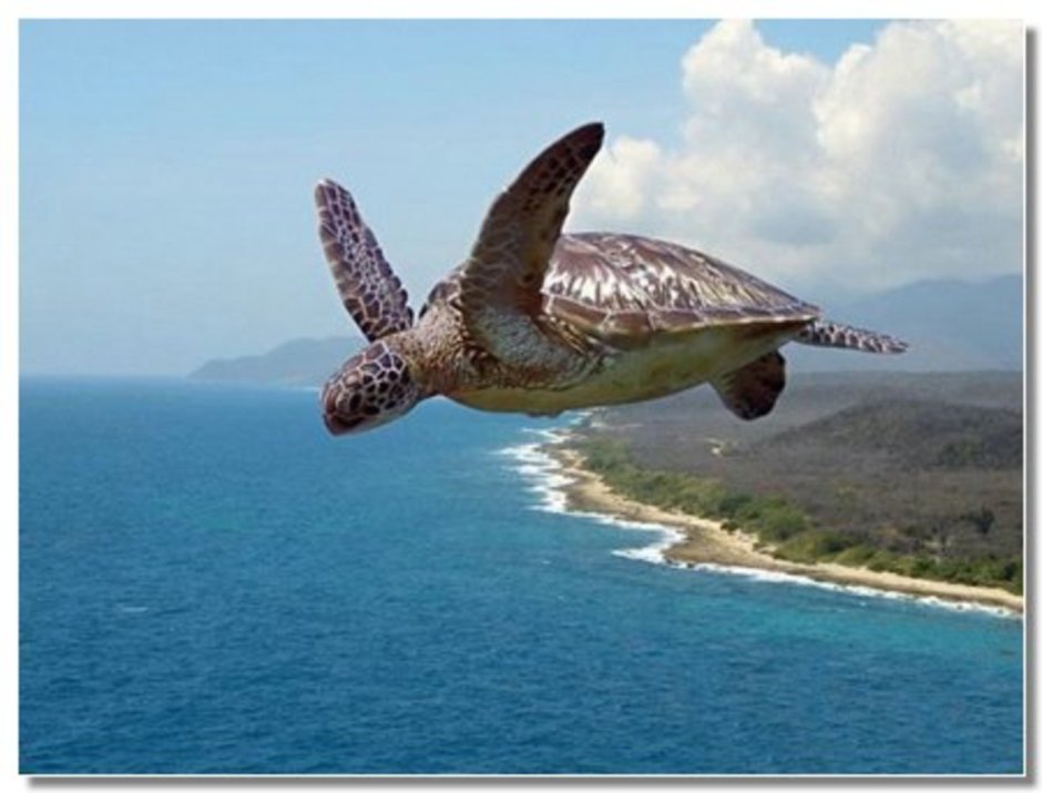 Черепаха летит